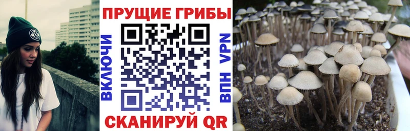закладка  Валуйки  Псилоцибиновые грибы ЛСД 